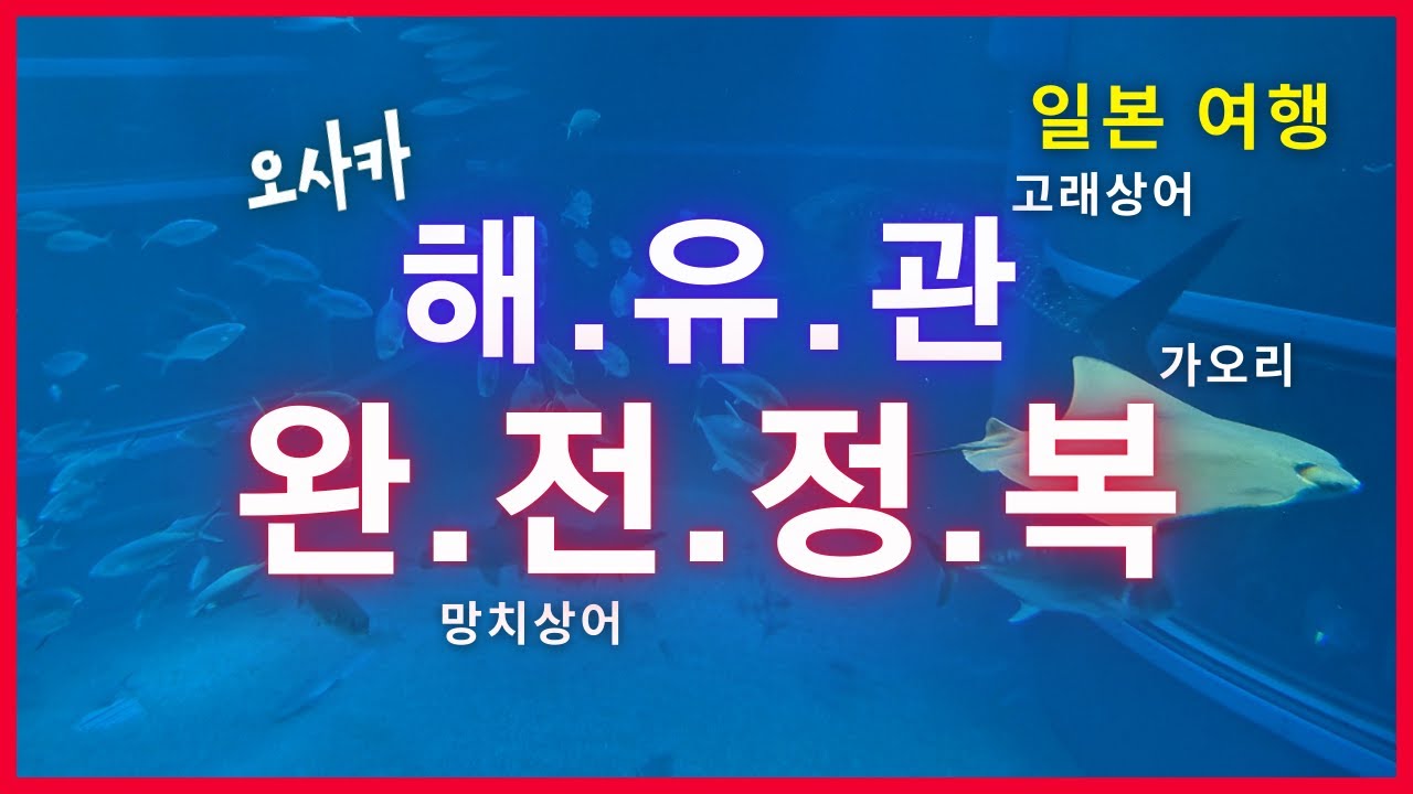 [일본여행] 오사카 해유관(가이유칸) 완전정복!