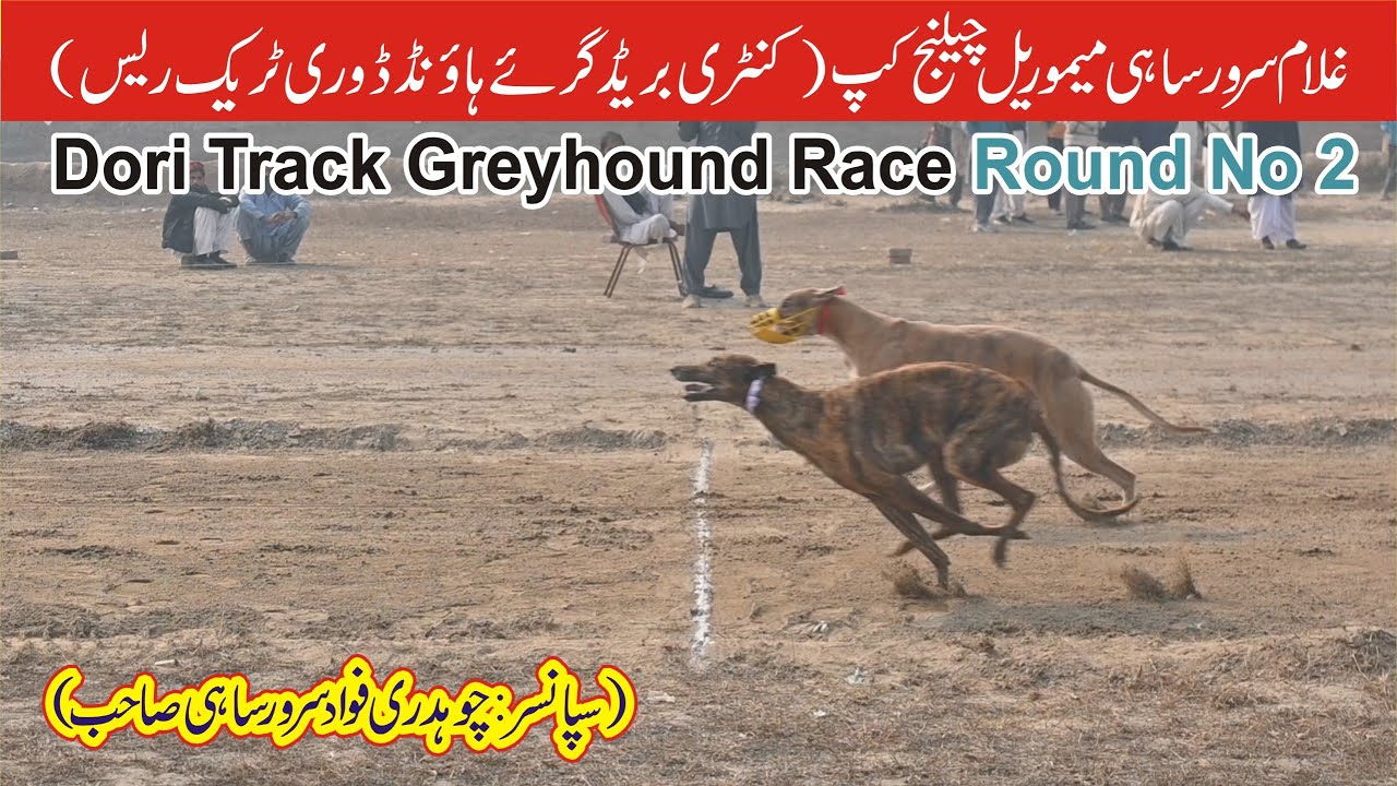Dogs Race || Dori Track Race || Round # 2 || Muhammad wala Fsd || 21-01-2026 #dog #pets #animals