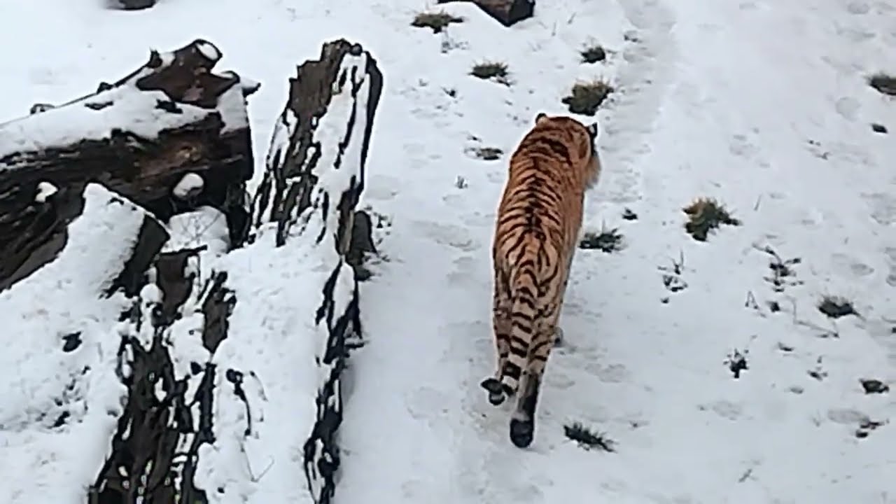 Тигру не по нраву мокрый снег.