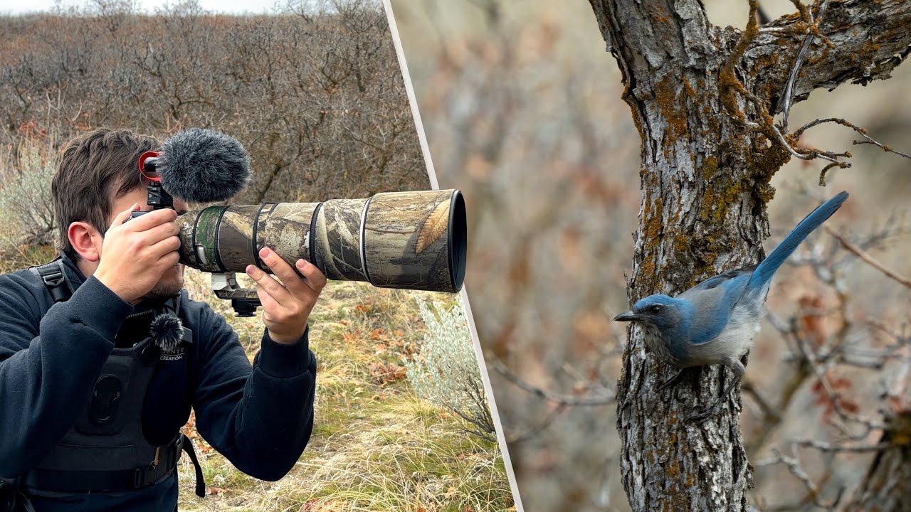 Trying to Get The Best Photo of a Jay | Winter Bird Photography