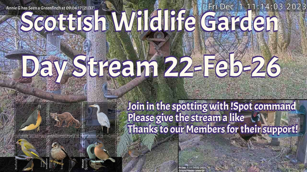 LIVE 🔴 Bird Feeders, Wildlife Cameras Scotland UK from Scottish Wildlife Garden