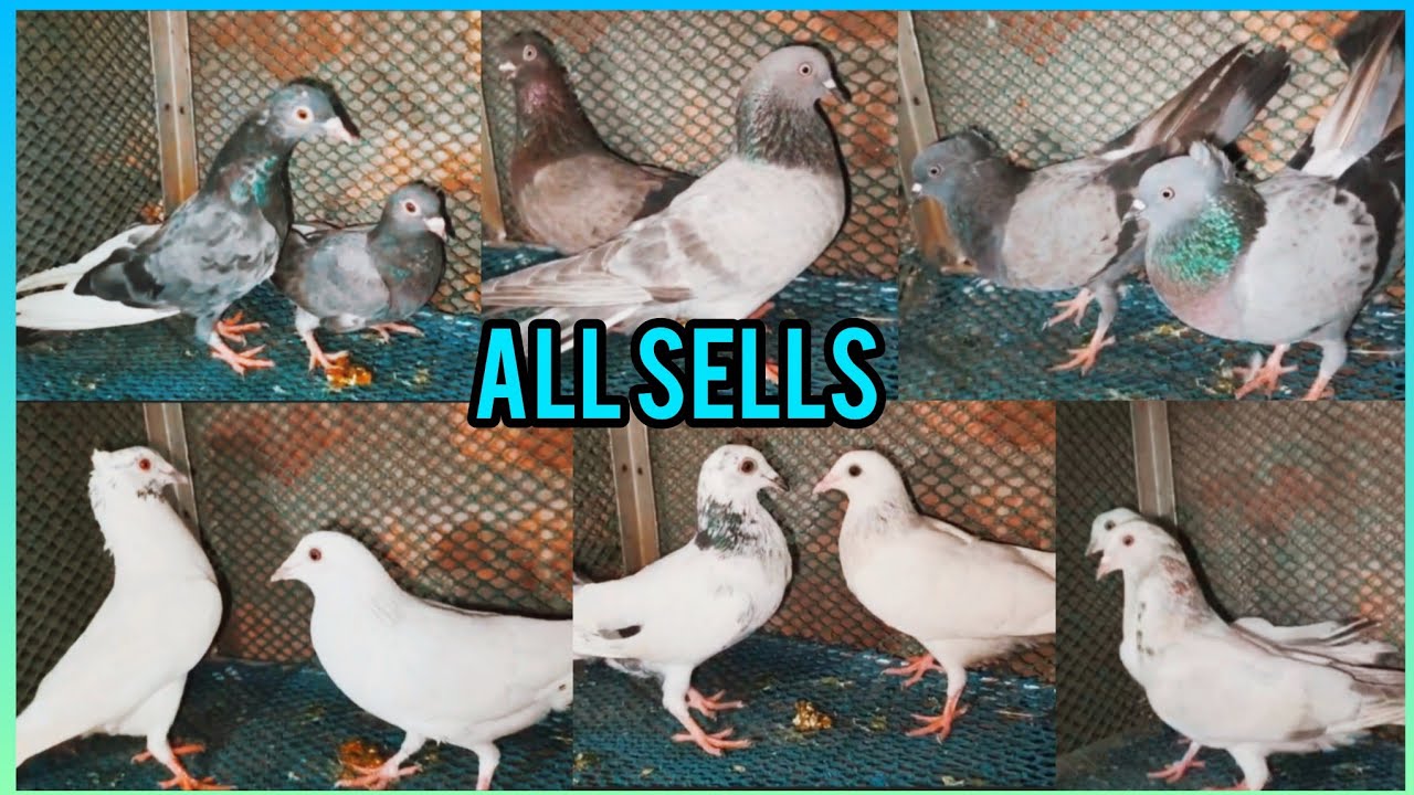 Iltumis Dar Hy Qualitys Giriraj And Madras all Pigeon Sells Loc-Ukiler hat Mb- 62902 14768