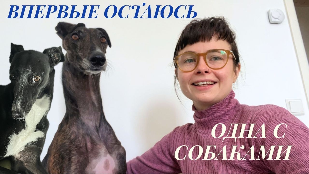 остаюсь одна с собаками в первый раз / кофе, прогулки, гальго