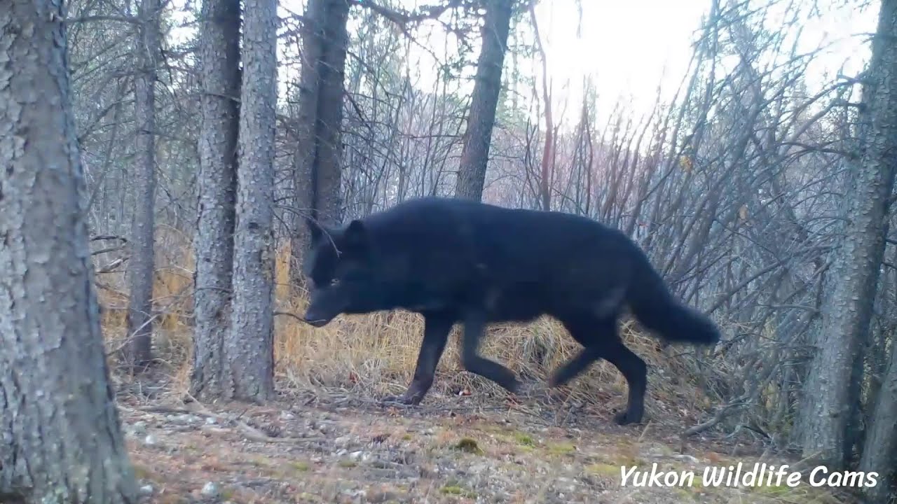 Yukon trail cam: Black wolf, wolverines, lynx and more