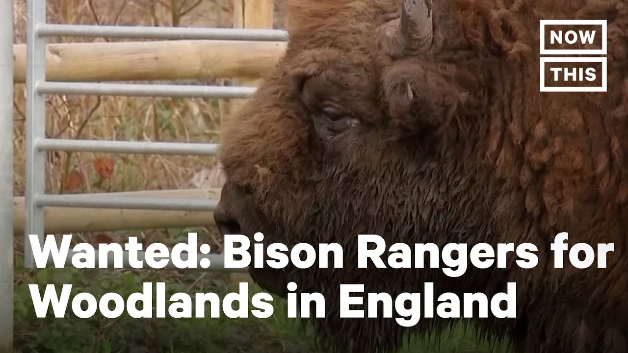 Bison Return to England's Oldest Woodlands