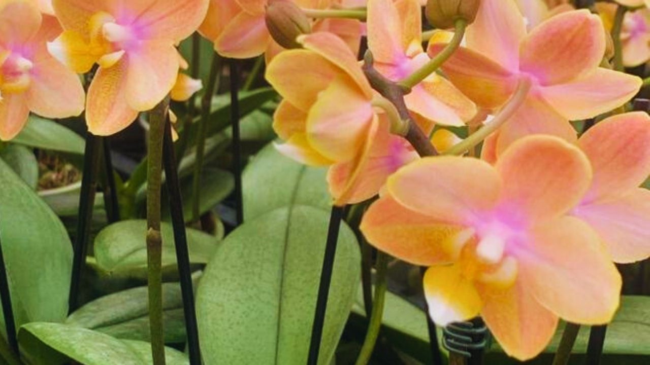 NOVIDADES FRESQUINHA,  ESTÃO  TOP DEMAIS | JD Orquídeas