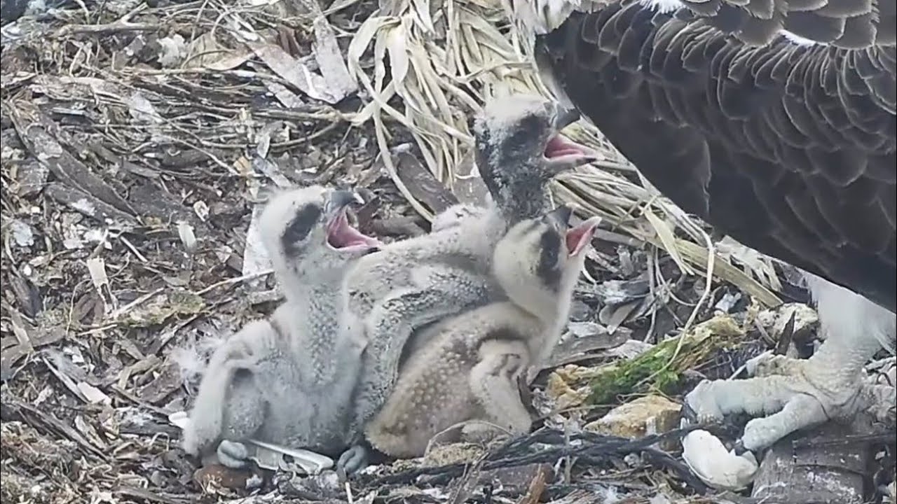 Port_Lincoln Osprey | Three hungry chicks asking for food | Sept 28, 2022