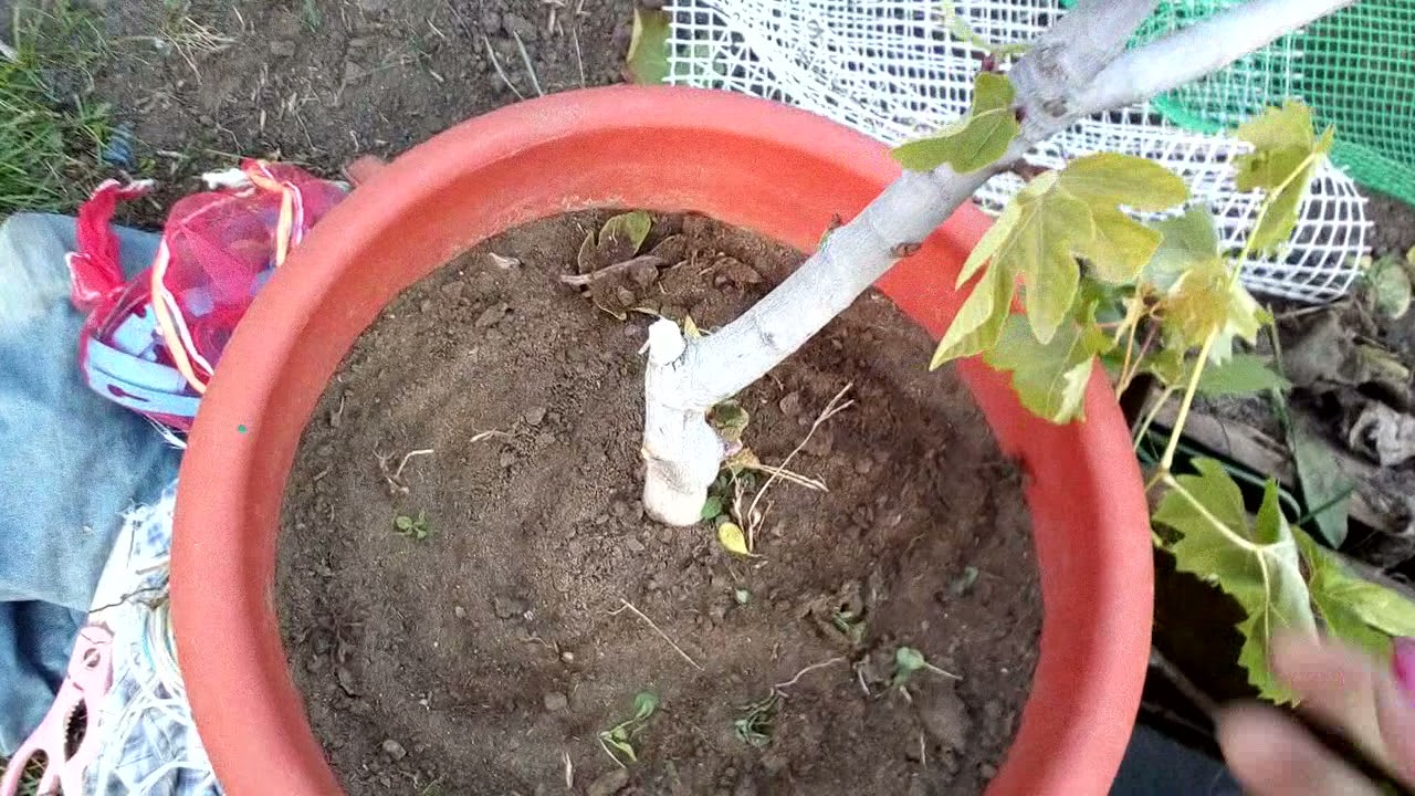 Обрезка инжира в кадках.