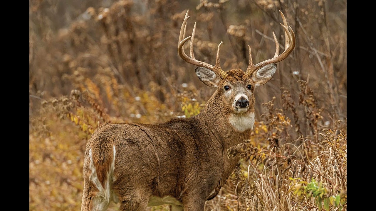 Hunting Gear Decisions