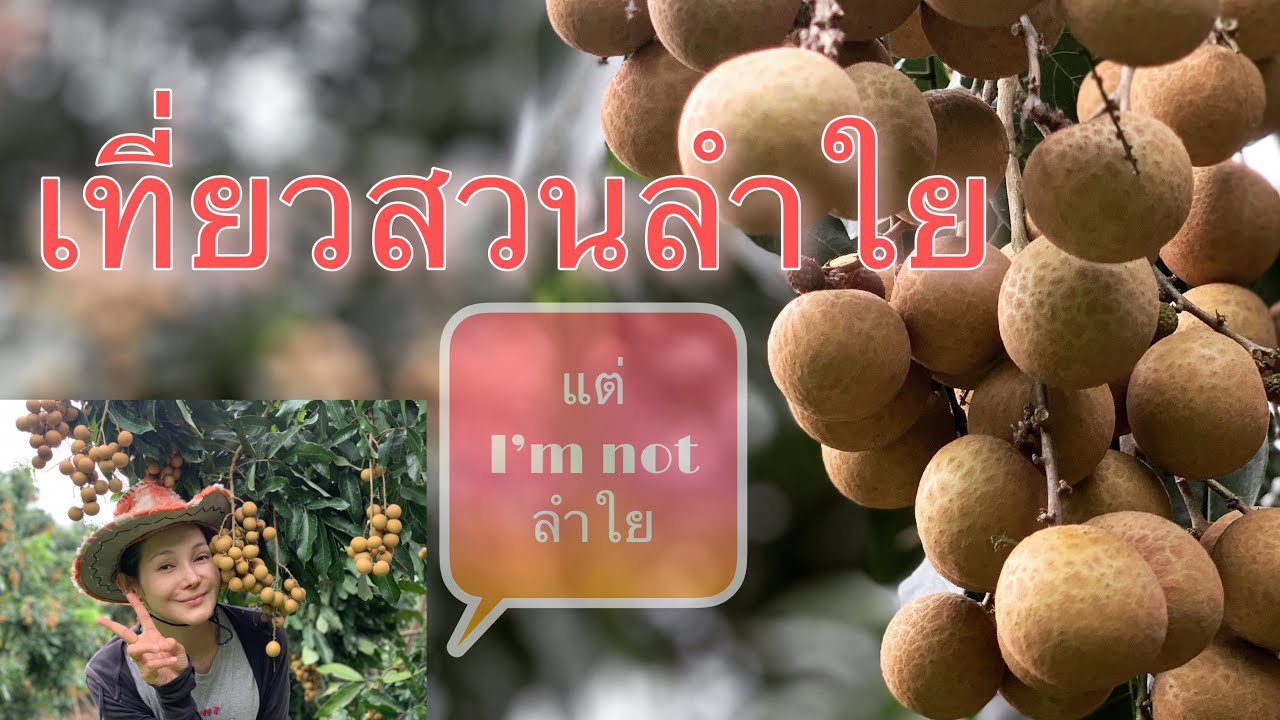 เที่ยวสวนลำใย แต่ I’m not ลำใย |กินไปเที่ยวไป Mayreena Channel