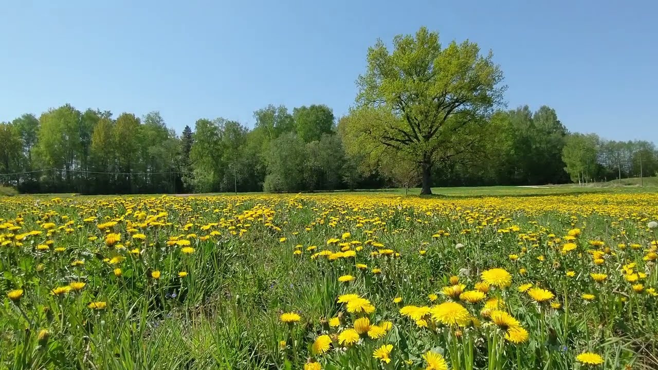 One of the Most Mysterious Solfeggio Frequencies: 528 Hz with Bio-Frequency Music
