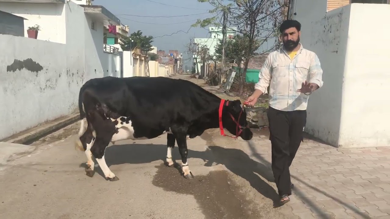ਤੋਕੜ ਗੱਬਣ ਝੋਟੀ ਨੀਲੀ ਰਾਵੀ ਫੋਨ ਨੰਬਰ 98881=06784#subscribemychannel 
