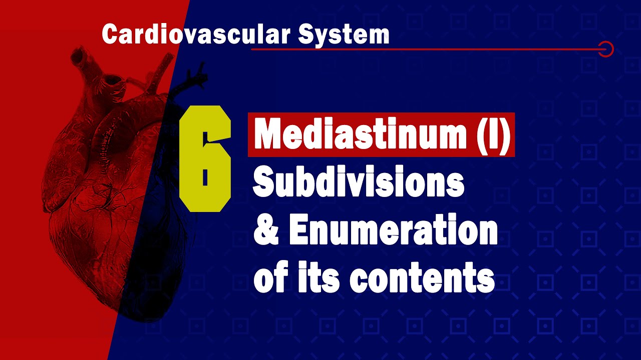 𝟔. 𝐌𝐞𝐝𝐢𝐚𝐬𝐭𝐢𝐧𝐮𝐦 (𝐈) (𝐒𝐮𝐛𝐝𝐢𝐯𝐢𝐬𝐢𝐨𝐧𝐬 𝐚𝐧𝐝 𝐞𝐧𝐮𝐦𝐞𝐫𝐚𝐭𝐢𝐨𝐧 𝐨𝐟 𝐭𝐡𝐞 𝐜𝐨𝐧𝐭𝐞𝐧𝐭𝐬 𝐨𝐟 𝐞𝐚𝐜𝐡 𝐬𝐮𝐛𝐝𝐢𝐯𝐢𝐬𝐢𝐨𝐧) 🫁🫀1️⃣ المنصف)