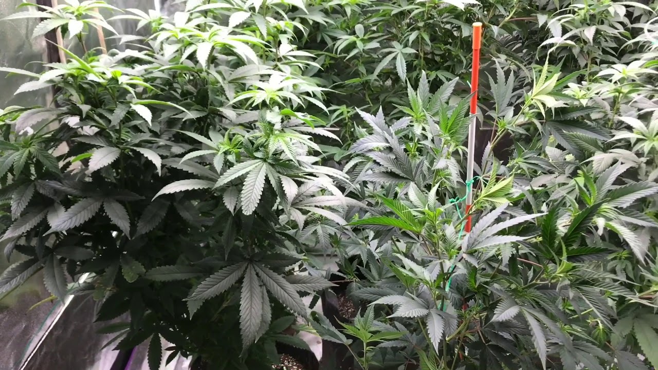 5x5 Tent Flowering - Mass Medical Strains