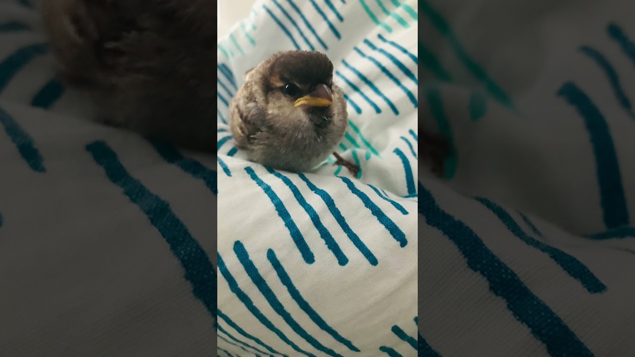 Oisillon ,  oiseau tombé du nid , nourrir un oiseau , sauvetage oiseau