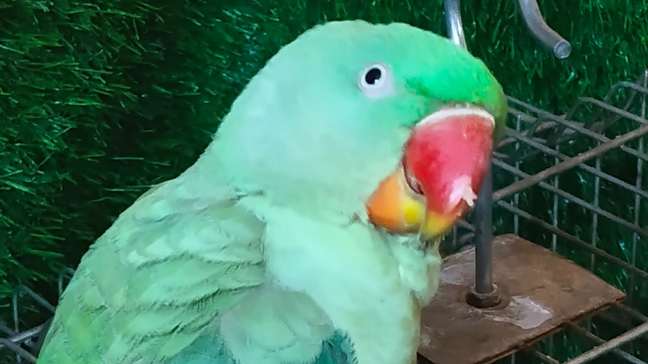 Umeshyadav is live ringneck parrot live stream