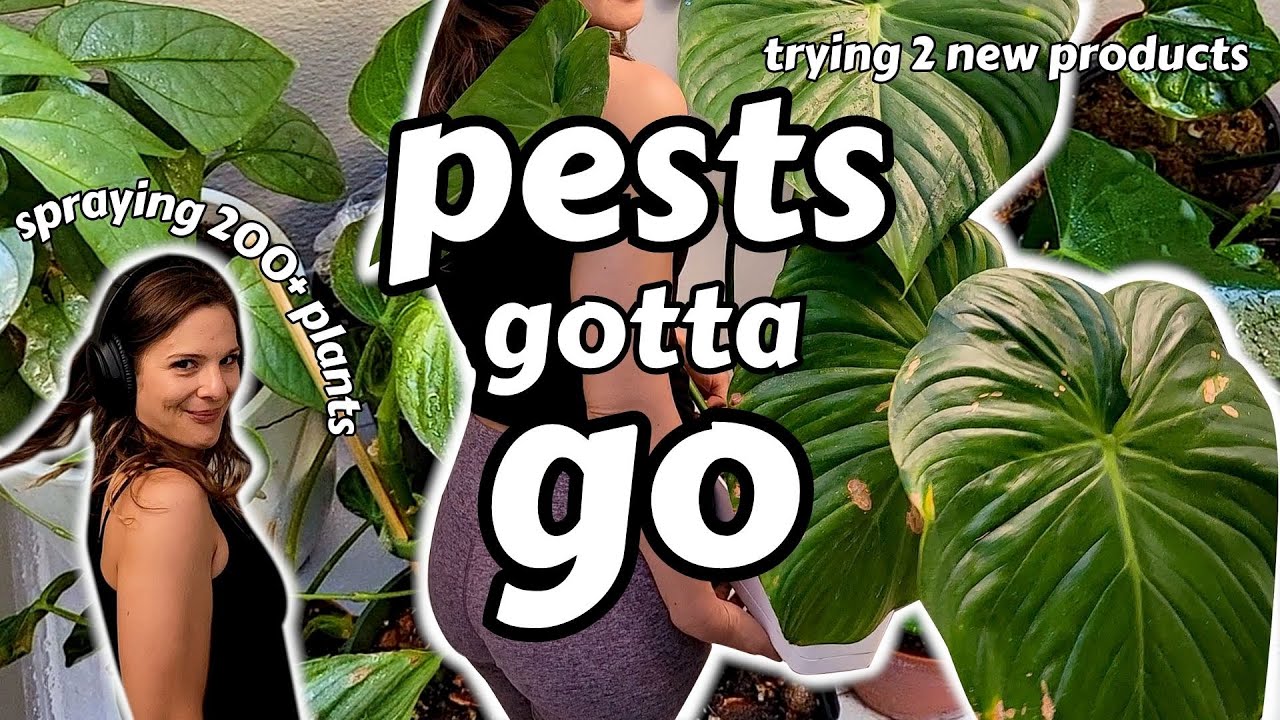 Thrips & Spidermites Don't Stand a Chance! Spraying Down Over 200 Plants!!