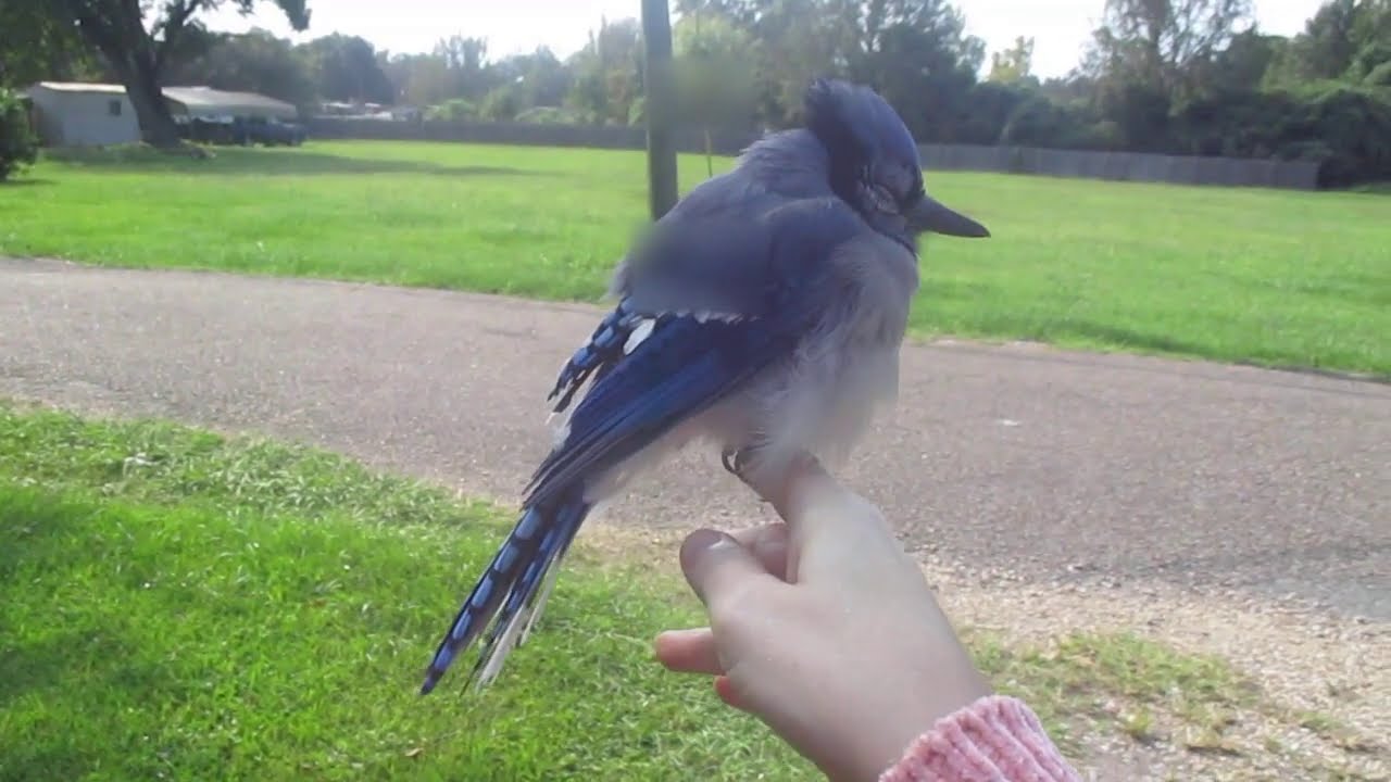 Holding a Blue Jay