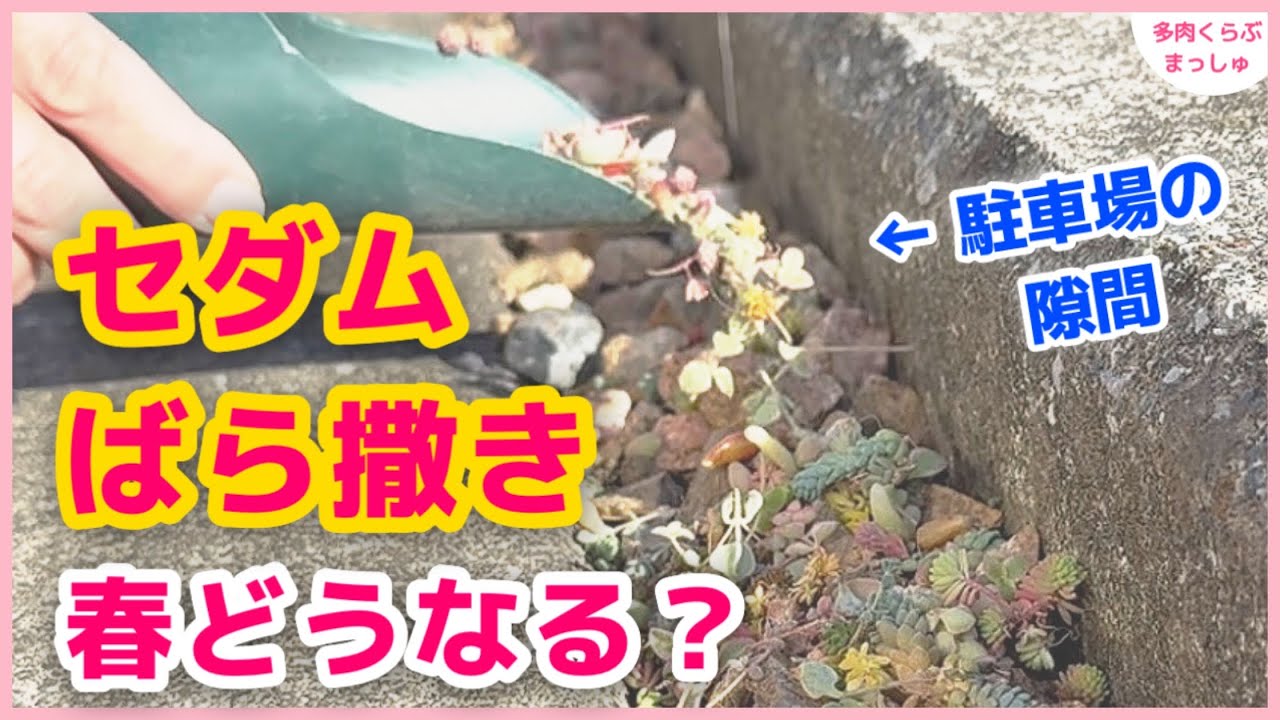 【多肉植物】駐車場の隙間にセダムばら撒き！春どうなる？雑草対策にも？
