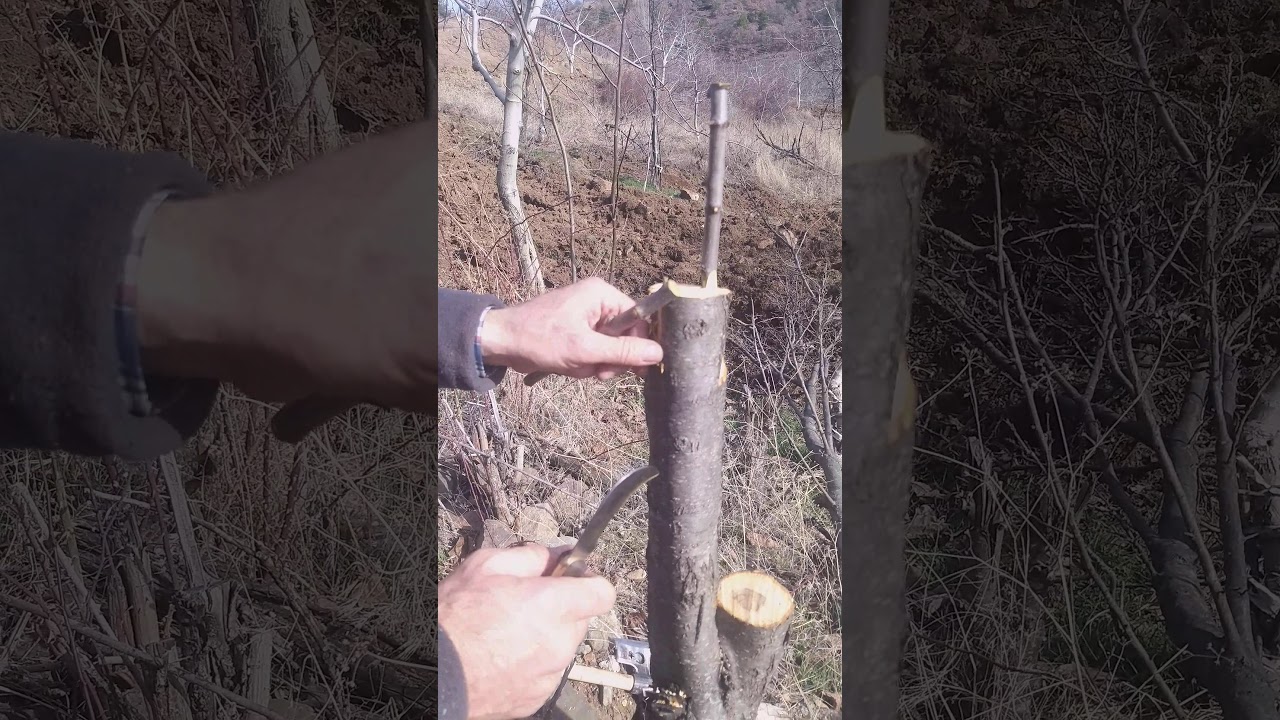 Yabani eriğe yarma aşı