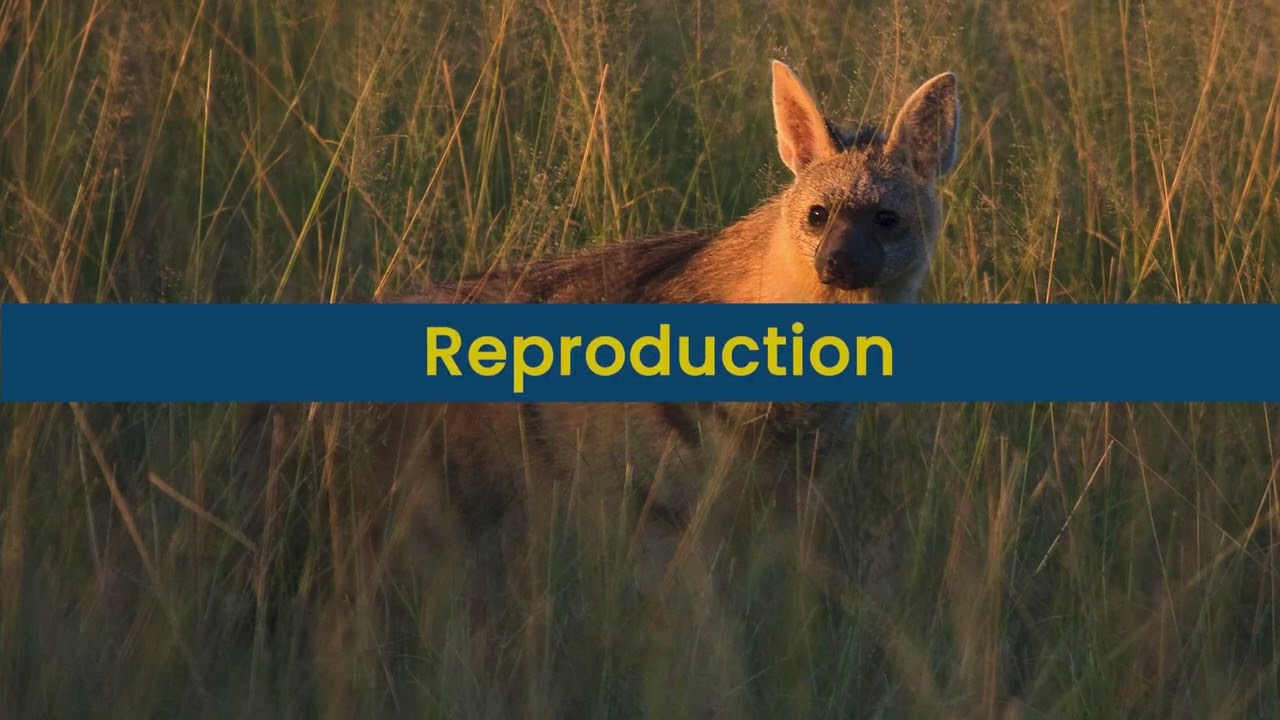 Diet and Reproduction Aardwolf