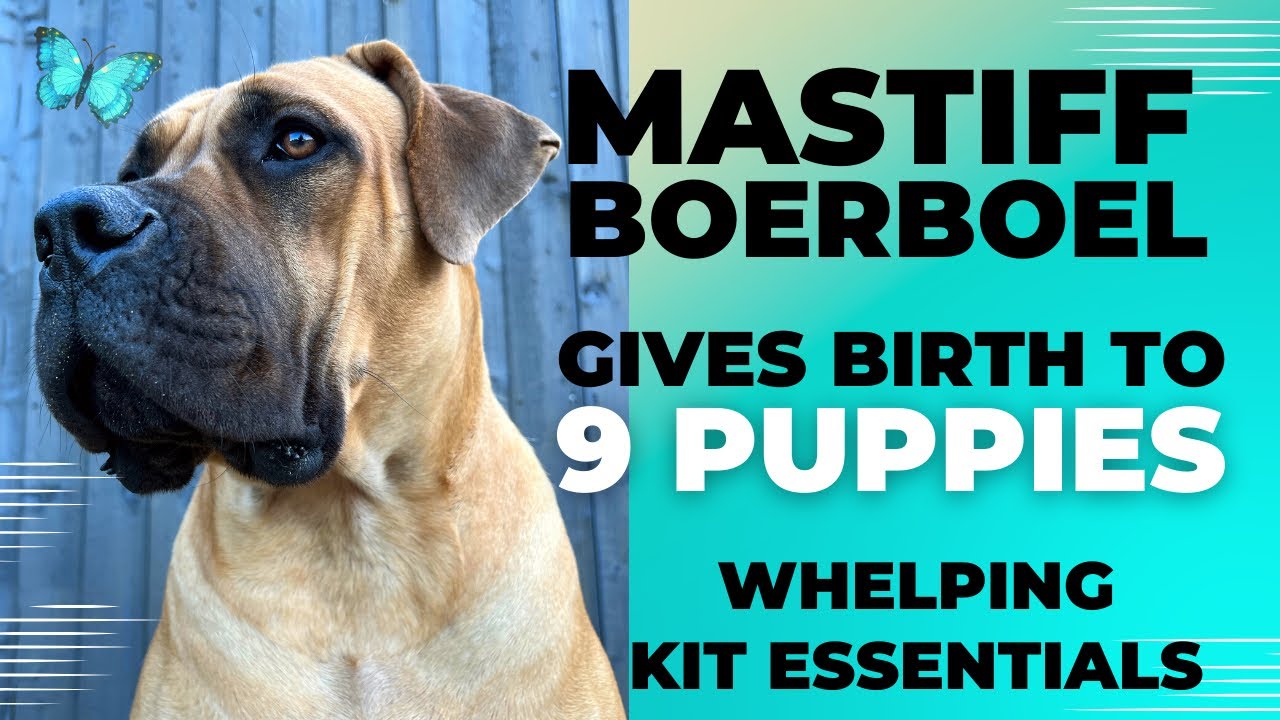 Boerboel Dog Daisy Duke Gives Birth to 9 Adorable Puppies! | Full Whelping Kit Info Included