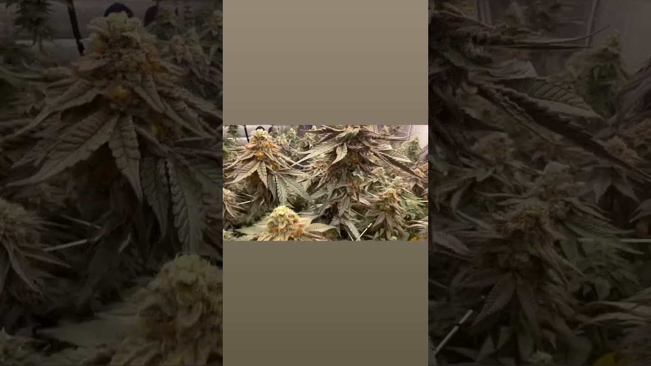 Week 7 of flower 🌹 🥴🫠