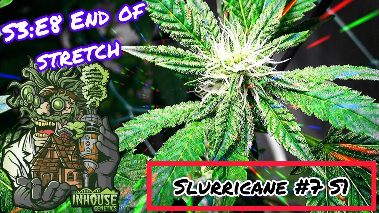 Seed to Harvest - In House Genetics