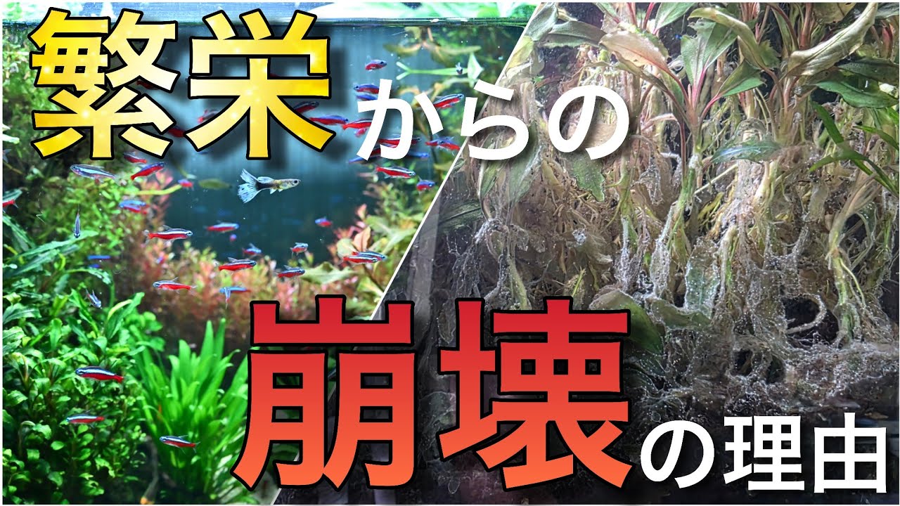 繁栄からの崩壊‼　長期維持水槽がまさかの失敗で残念なことに…。aquarium　アクアリウム　熱帯魚　水槽　水草　流木　テラリウム　熱帯植物　海水水槽　ビカクシダ