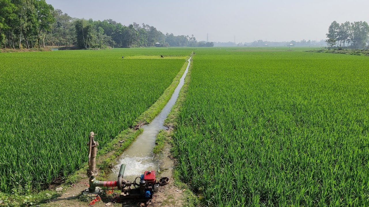গ্রাম বাংলার সুন্দর ফসলের মাঠ|Village Bengali crop field|Beautiful village|Beautiful nature