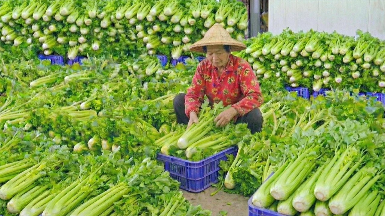 5000 kg！American Celery Harvesting, Celery Cultivation Skills_8000公斤大豐收！全台最大西洋芹採收, 芹菜栽種技巧, 香料燉牛肉