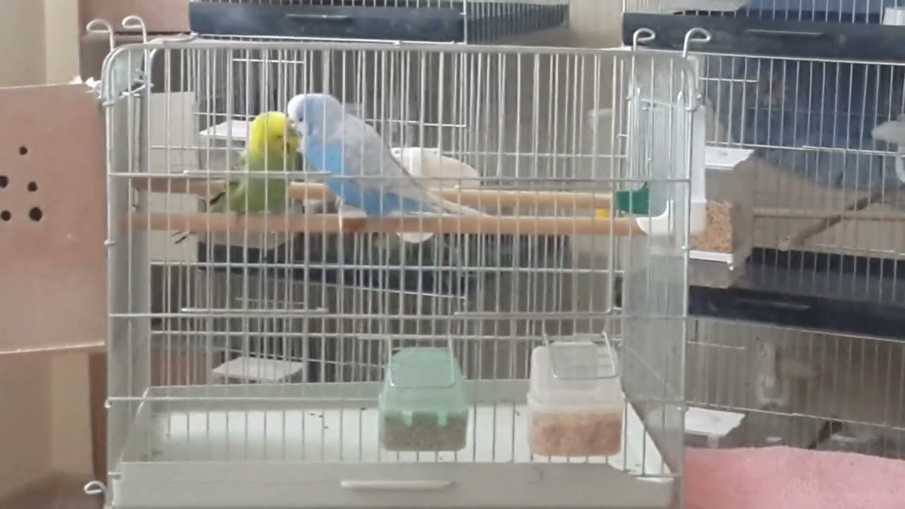 Jumbo erkegimizin yanina Hollanda dişi attık #birds #muhabbetkuşu 