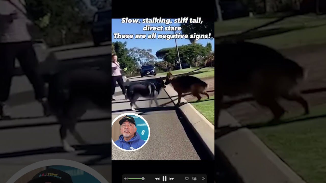 How to Prevent Dog Fights on Walks Before They Start | Cesar Reacts