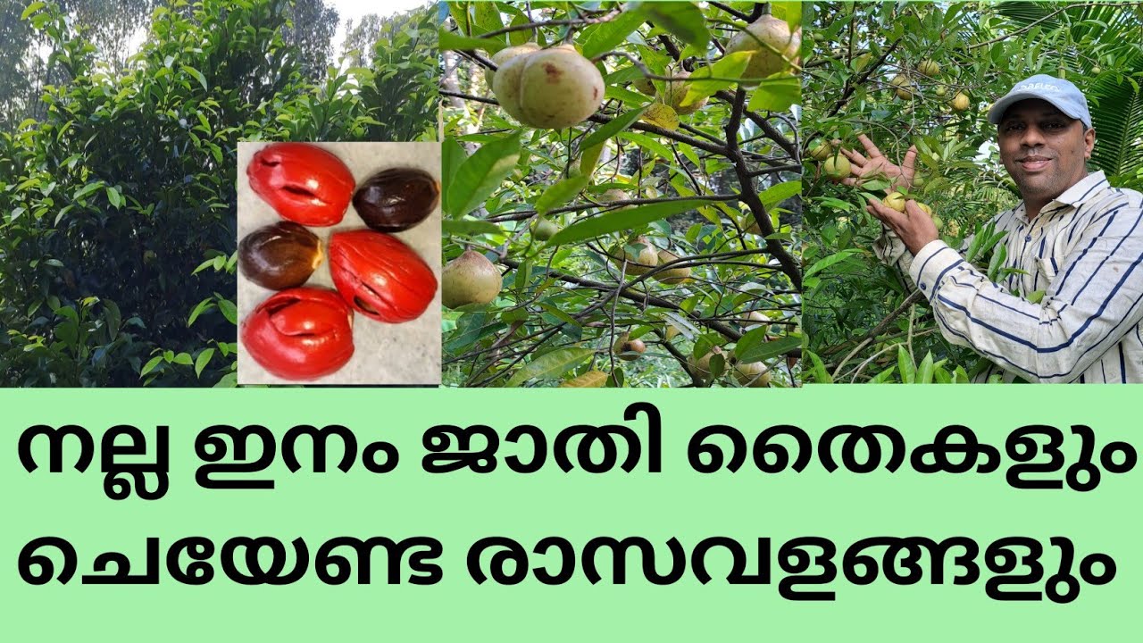kau പൂത്തറ, kau പുല്ലൻ, emperor ജാതി ഇനങ്ങളുടെ വളർച്ചയും,രാസവളംങ്ങളുടെ ഉപയോഗവും@kl40moneyfarming