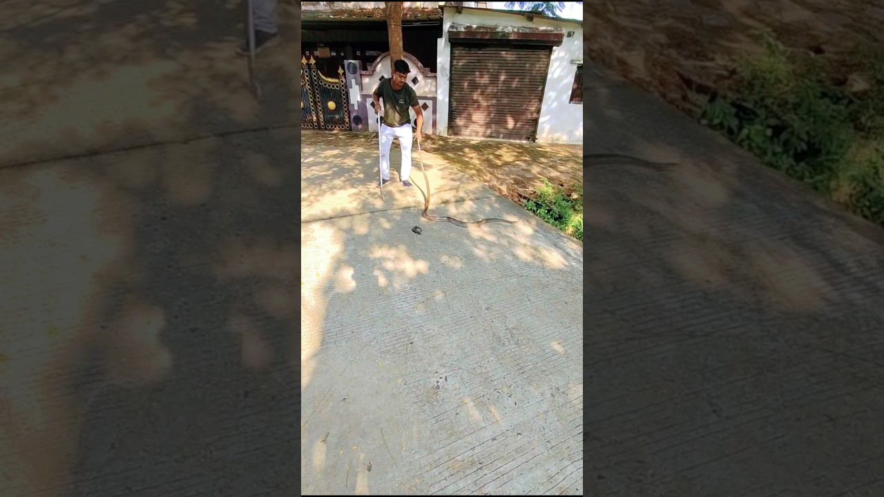 Rat Snake 🪤🐍 #explore #snake #murlivala #trending #viral #youtubeshorts #ytshorts