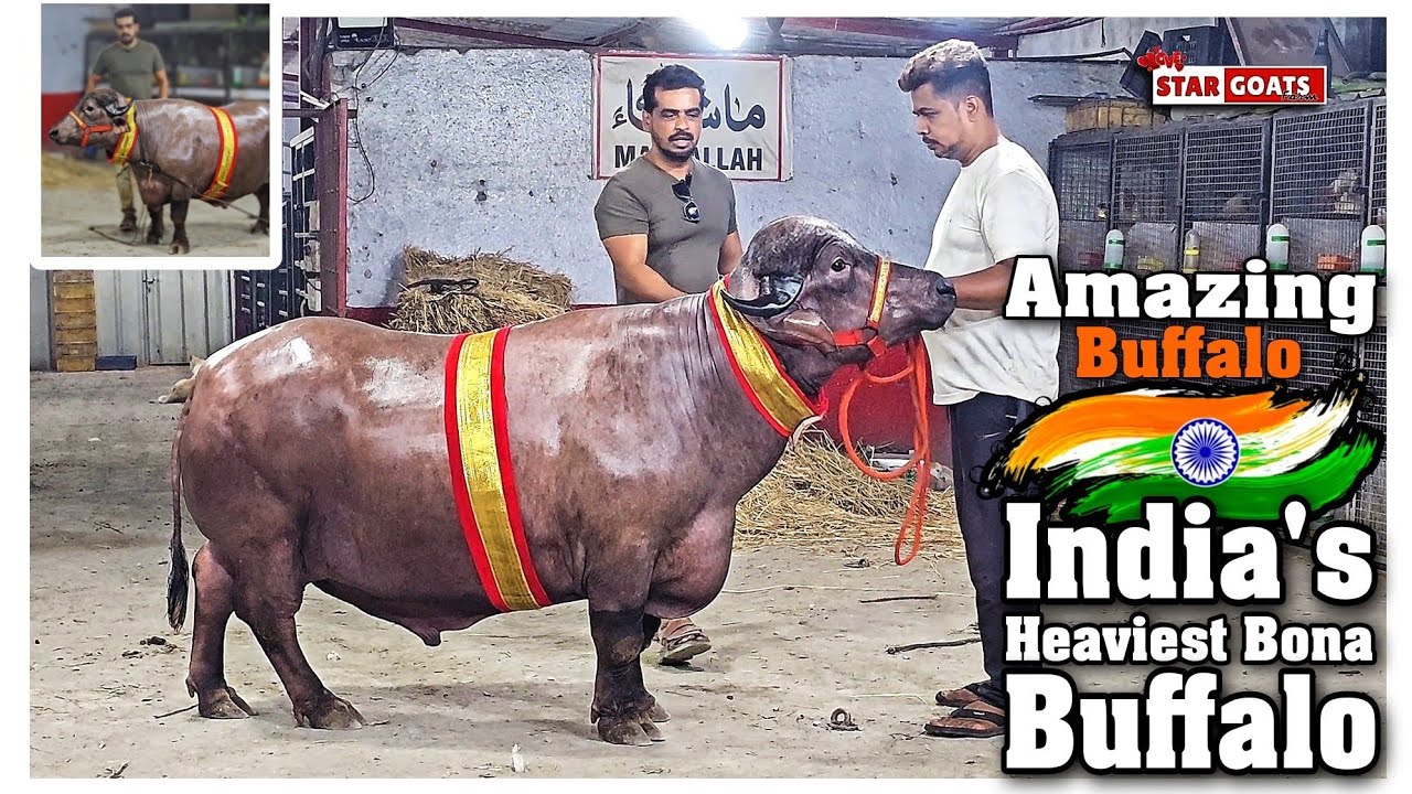 Amazing Bona Buffalo at STAR GOATS FARM Asif STD Mumbra Mumbai