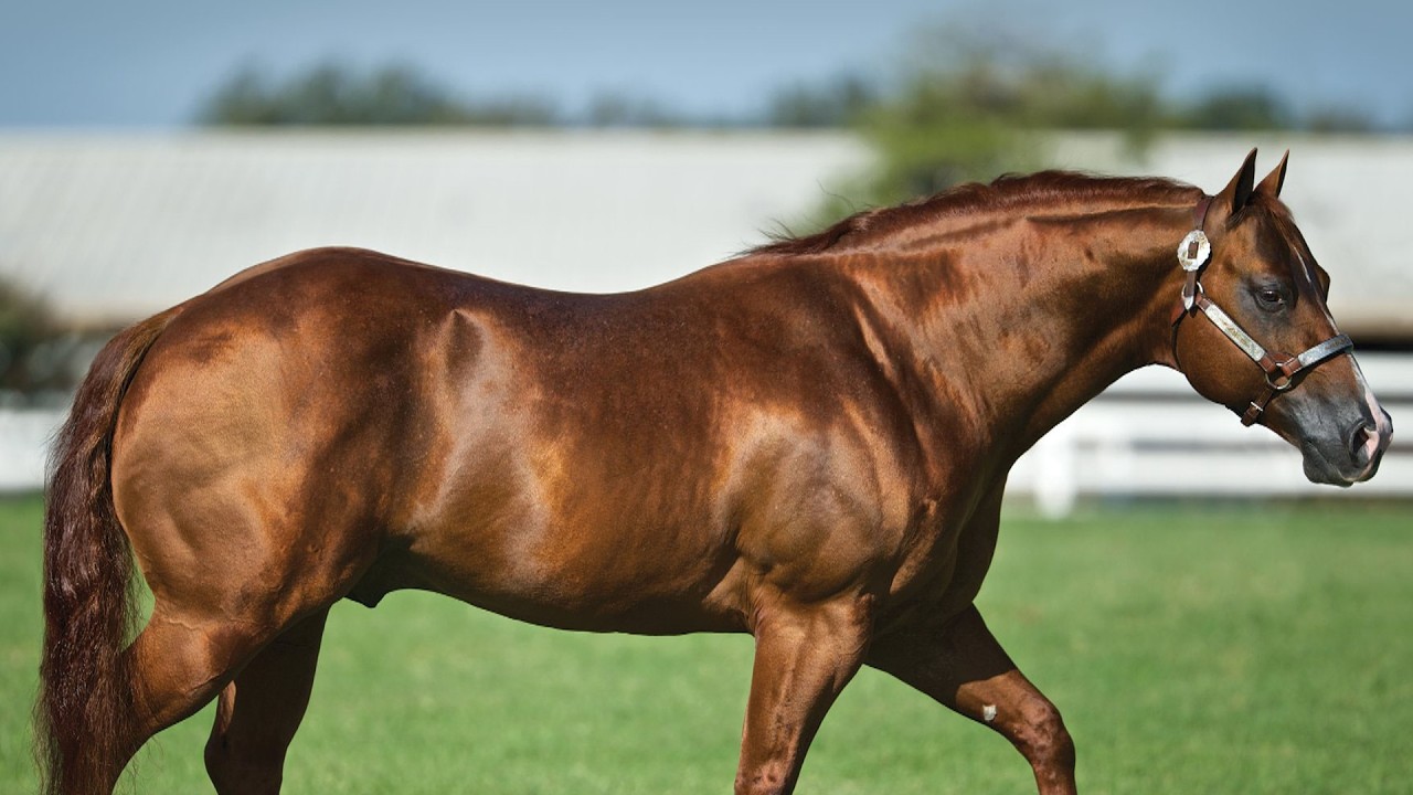 Conoce a Los 12 Caballos mas Ganadores en Reininig