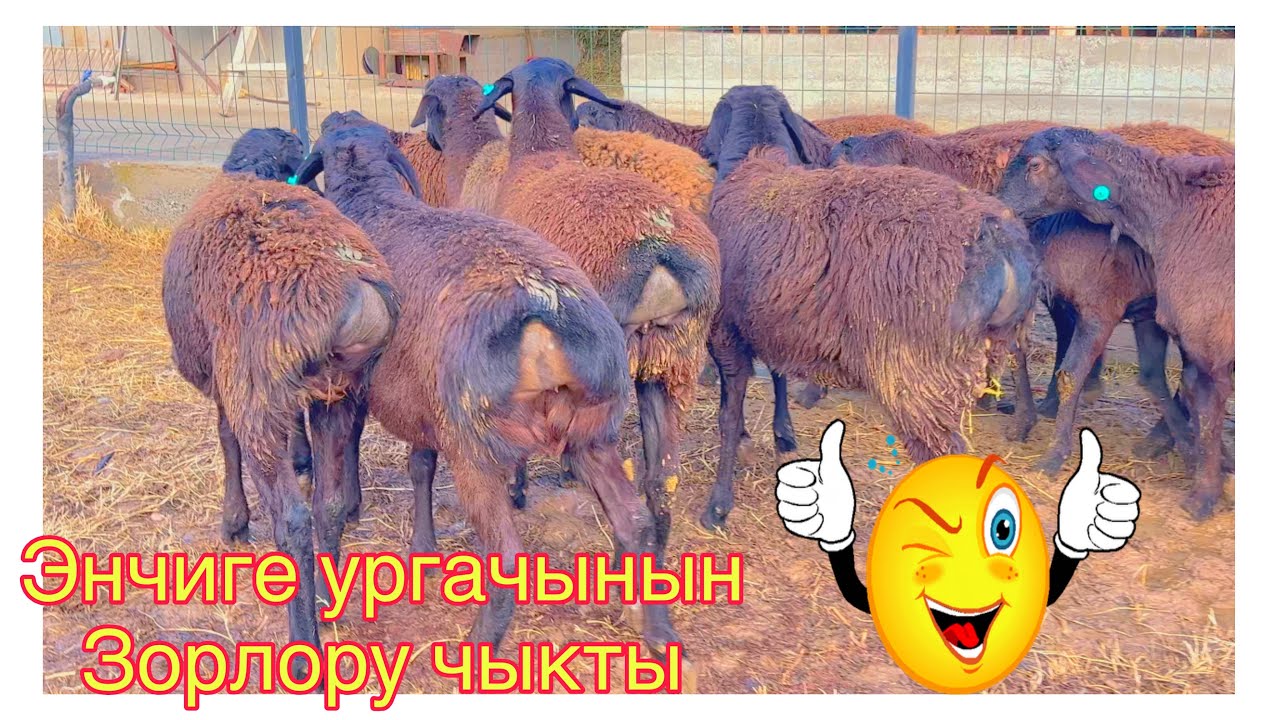 Ягнята проданы, друзья @BARPYKG