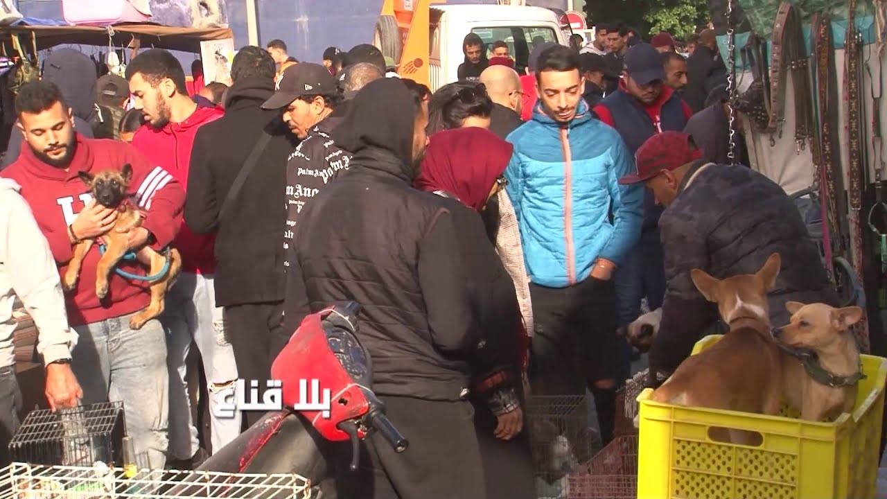 اكتظاظ عجيب في سوق الكلاب..تقول في البلفيدير الزوالي والمغروم يتفرج ويحوس مع صغارو ويروح هه