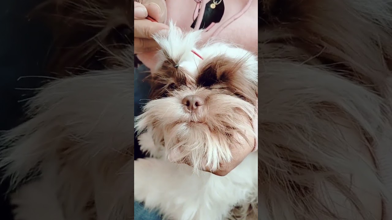 Peinado sencillo en un cachorro Shih Tzu.