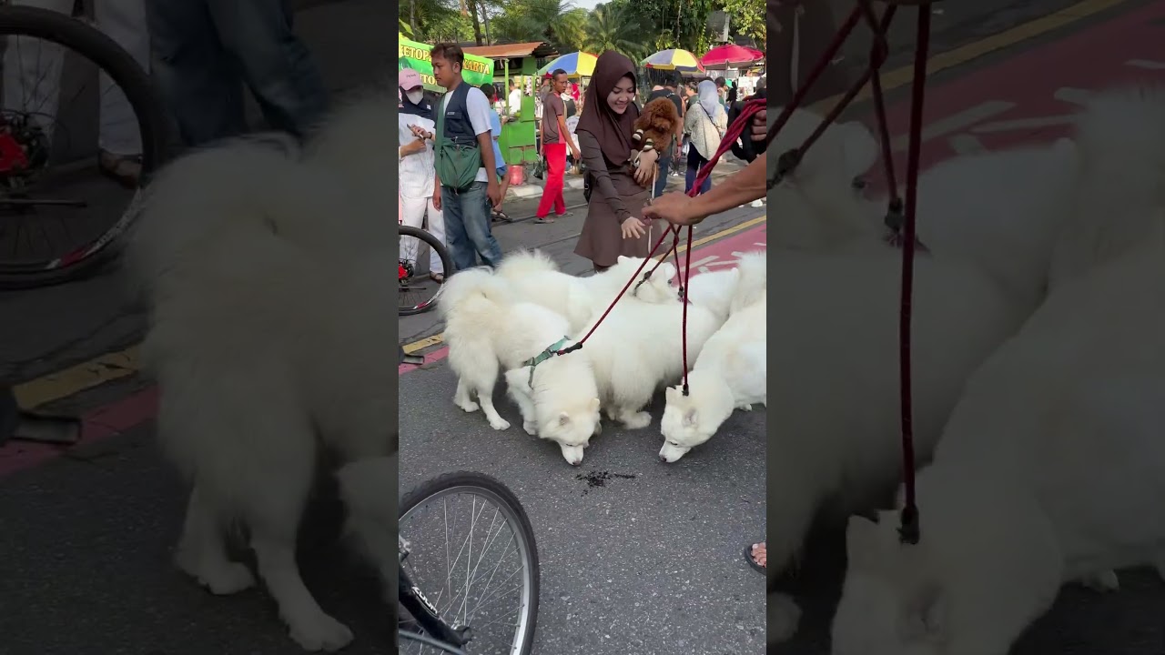 Wow anjing lucu 🥳#anjing #pets #hewan #dog #funny #fun #lucu #hiburan #happy #family #jalanjalan