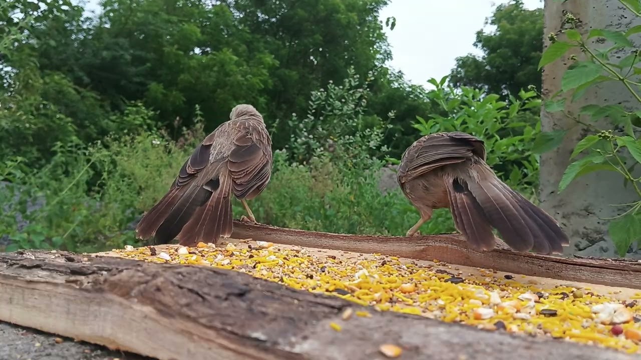 Birds sound effects 