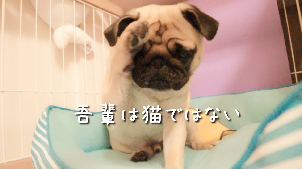 [パグ] 可愛くなかったら僕を一生呪っていいのでダマされたと思って一度見て下さい