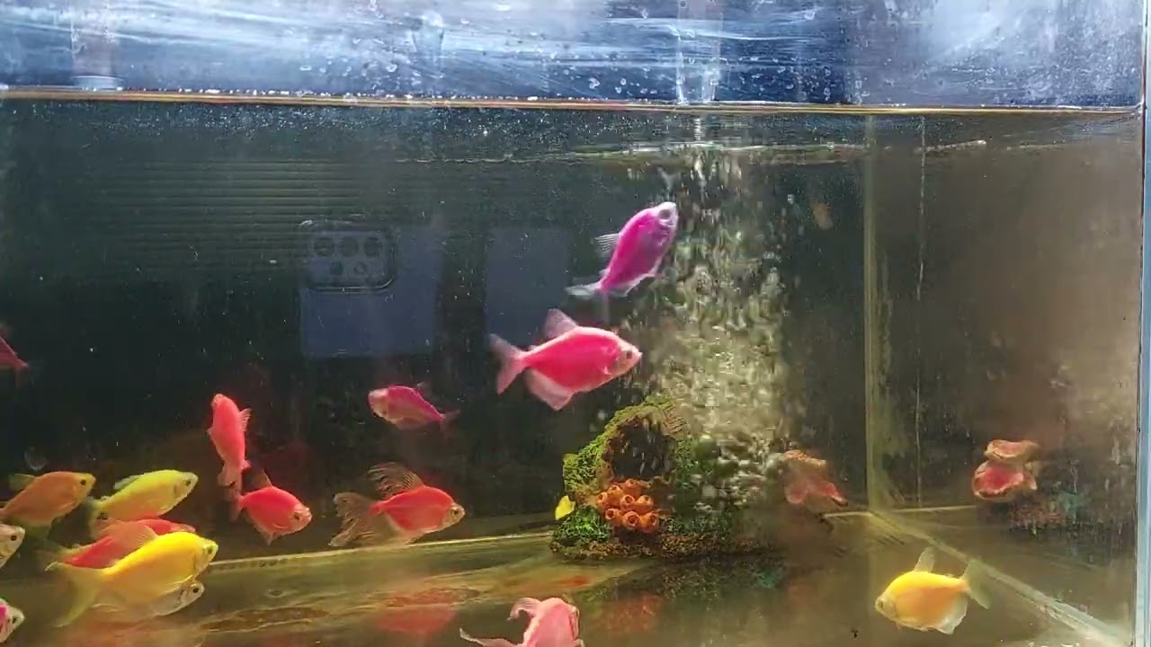 Relaxing Aquarium Fish Tank Sounds no music