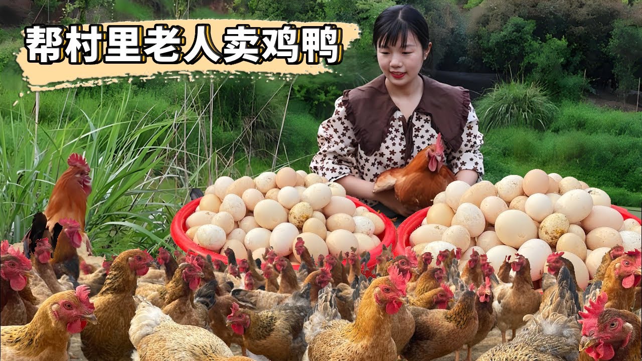 和書記進村給老人賣雞，5年老鵝3年老鴨出村售賣，滿滿一車希望賣出好價錢！ 【燕麥行遊】
