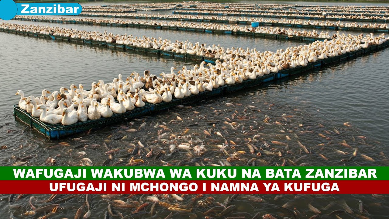WAFUGAJI WAKUBWA WA KUKU NA BATA ZANZIBAR I UFUGAJI NI MCHONGO
