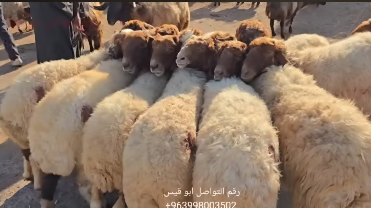 سوق الغنم في مدينه الدانا 29\9\2025 سوق الغنم العواس في سوريا  وسعر اللحم والغنم المجنوي 