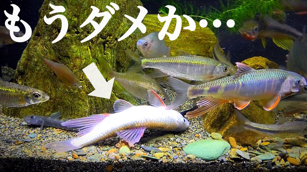清流再現水槽の魚が倒れたので…