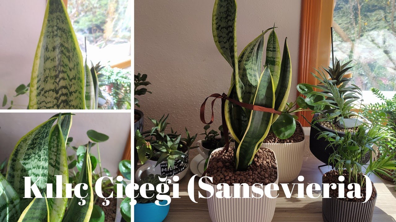 Kılıç Çiçeği, Sansevieria Çoğaltılması,  Bakımı ve Saksı Değişimi #kılıççiçeği