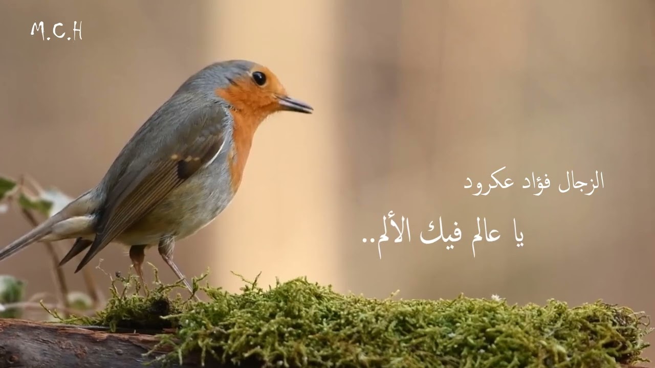 الزجل المغربي | قصيدة يا عالم فيك الألم للزجال فؤاد عكرود